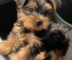 yorkie puppies
